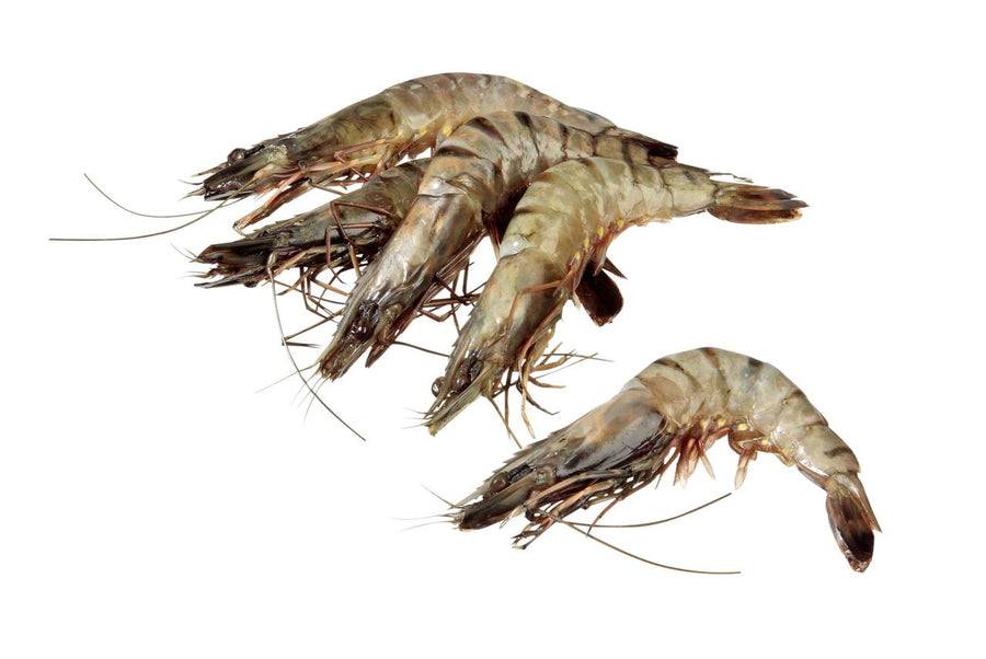 Raw Black Tiger shrimps with head and shell 30/40 800 g